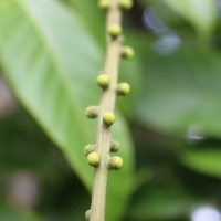 Aphanamixis polystachya (Wall.) R.Parker